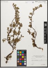 Foto von Salix retusa L.